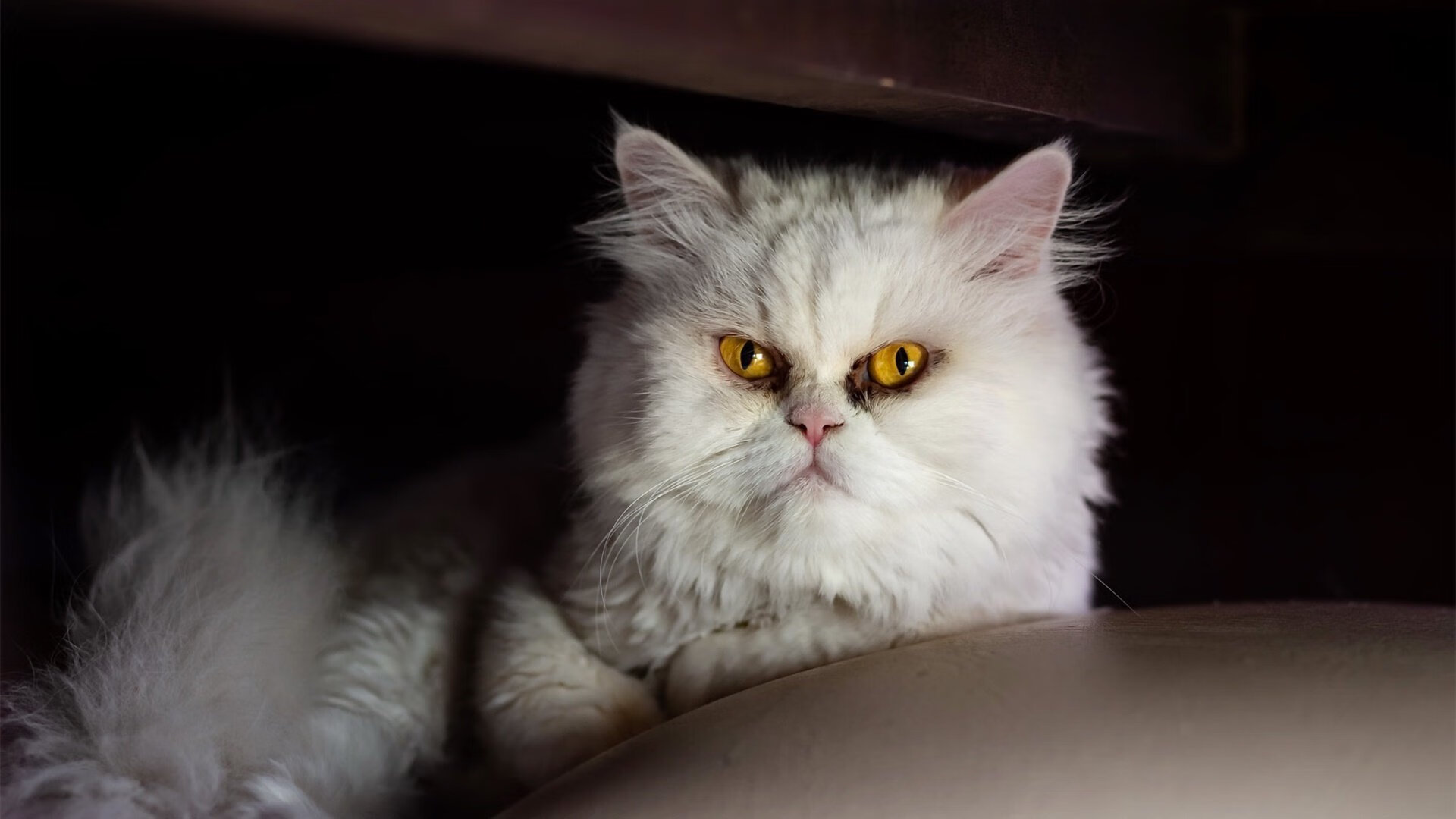 爱游戏入口-宿命的两极，丹麦绝杀之夜与石宇奇寂静刷新纪录