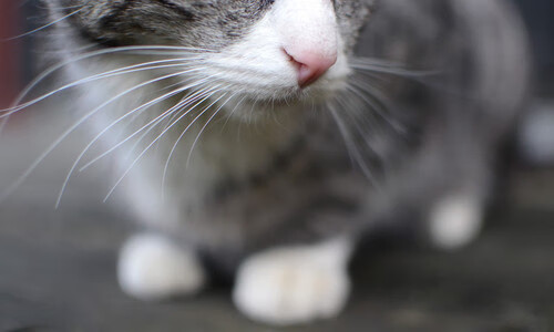 北欧风暴逆转欧洲红魔，一场定义时代的胜利