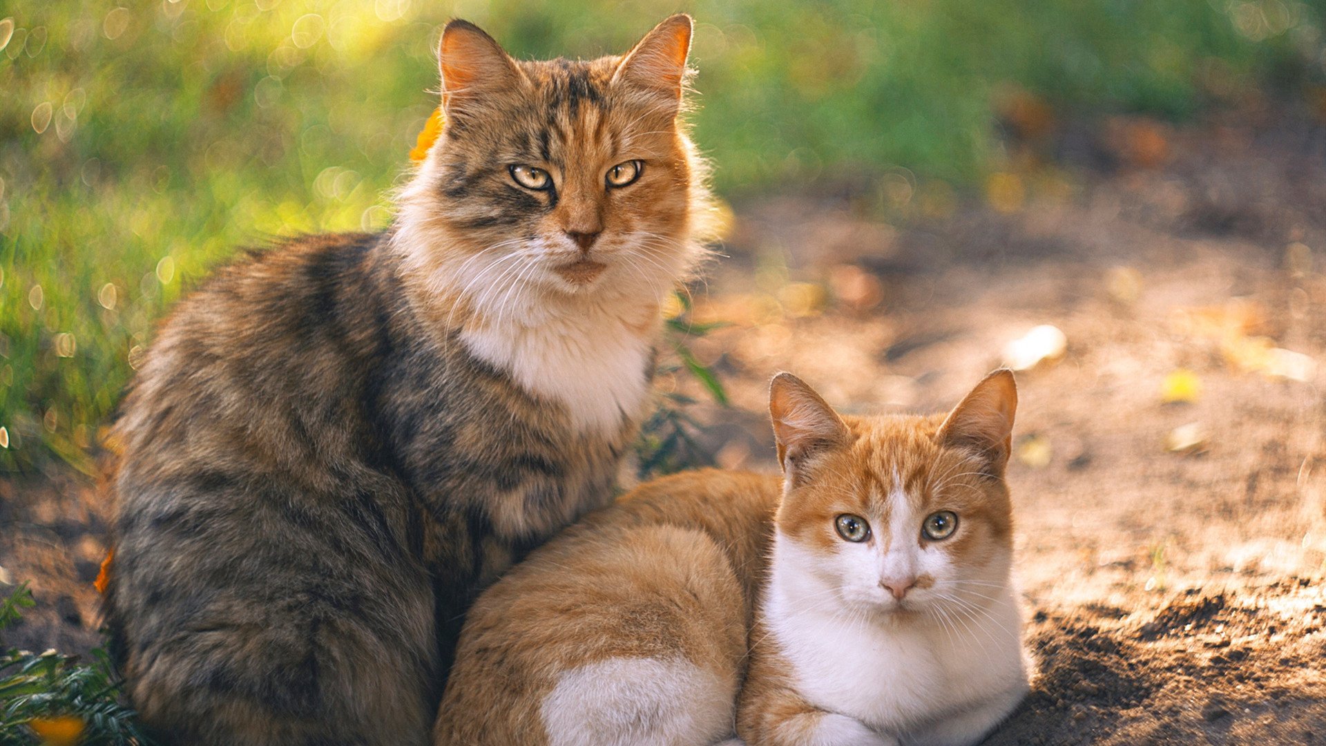 爱游戏APP-猎场法则，当红牛开始清扫赛道—汉密尔顿如何成为索伯之夜的唯一变数