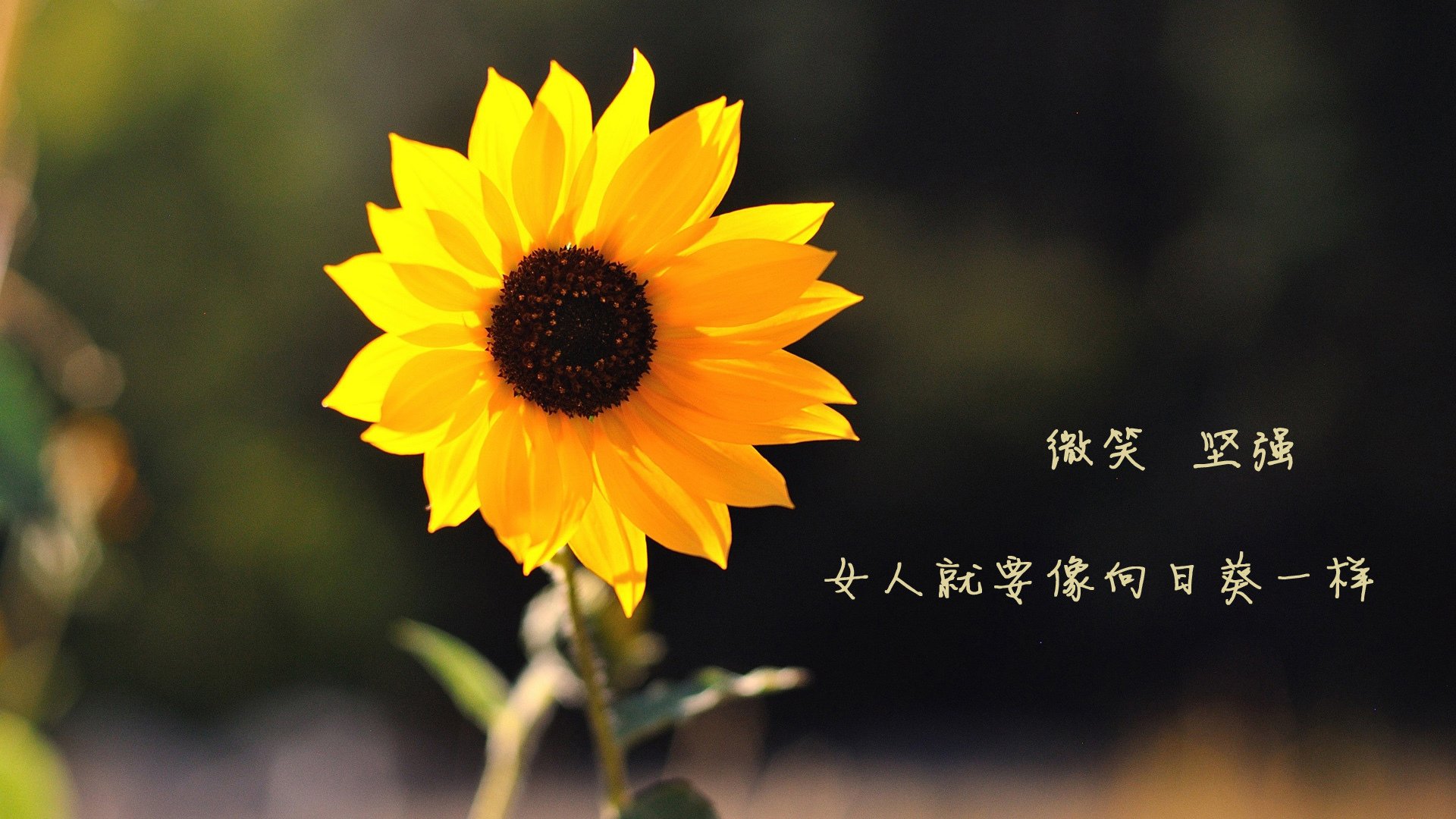 丹麦鏖战法国,戴资颖带队取胜,双线赛事中的拼搏精神