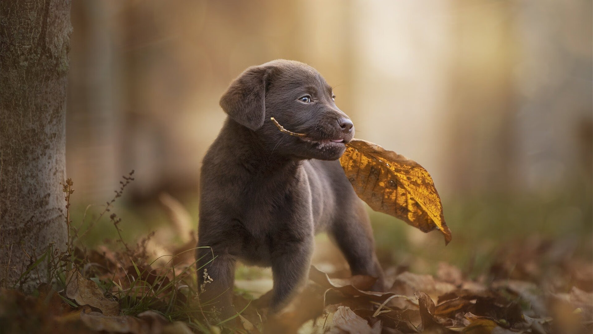 三晋雄狮踏碎鹰羽，一场跨维度足球神话