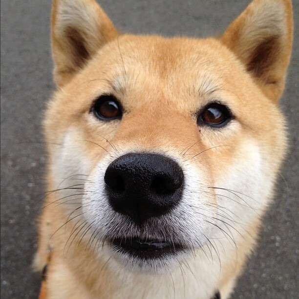 当欧冠之光映照波特兰，利拉德的救赎之夜