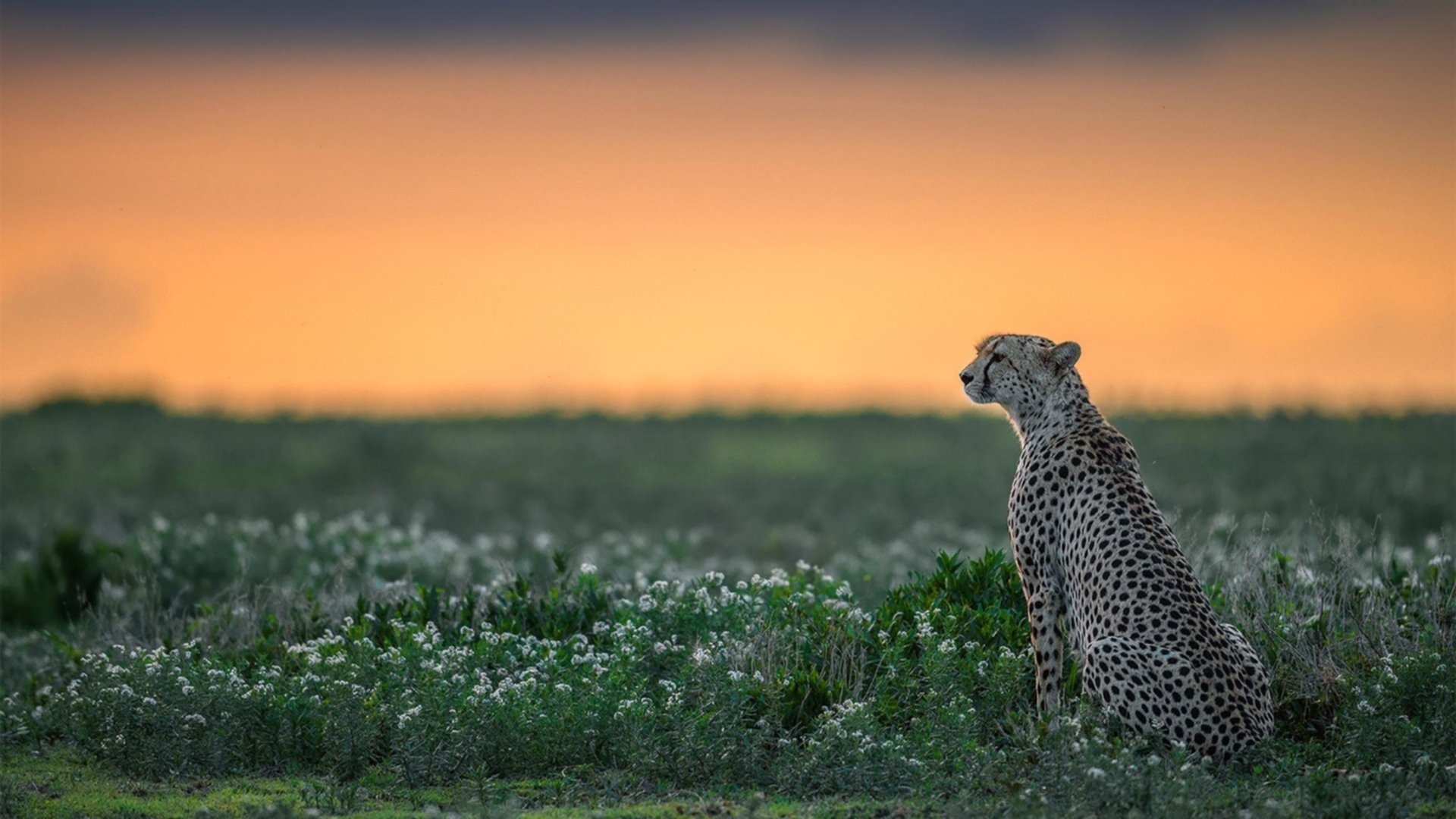 爱游戏APP-欧冠半决赛惊现几内亚高地，安菲尔德一战，利物浦战术地貌被彻底改造