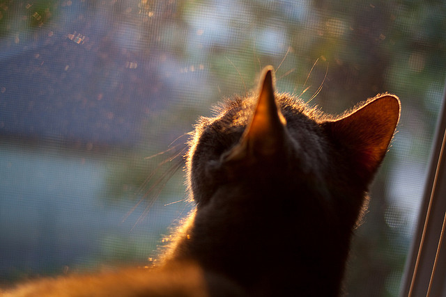 爱游戏官网-斯通斯的叹息，那座移动的英式墙，与喀麦隆在泥泞中的生死突围