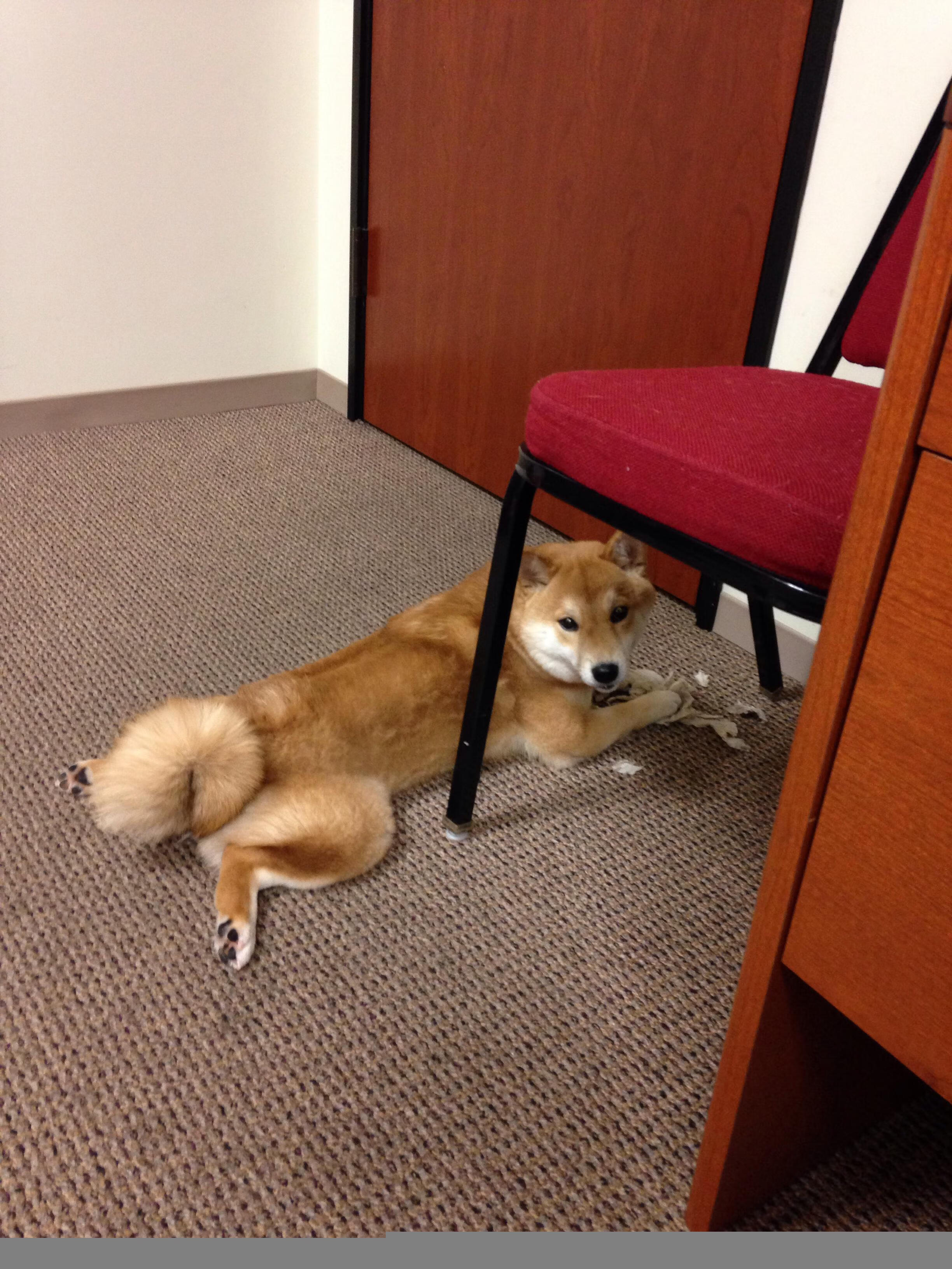 爱游戏下载-突破回声墙，塔图姆用45分证明独角兽无需向质疑者嘶鸣