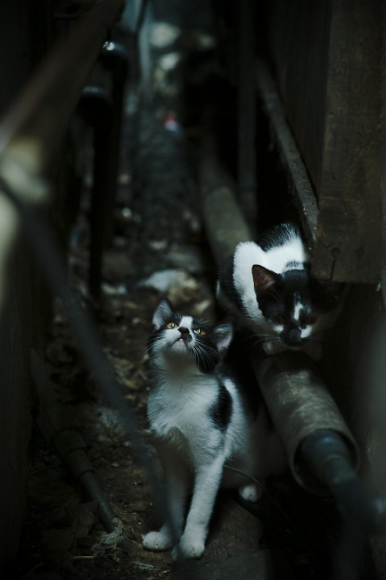 降维打击还是技术扶贫？当NBA巨星伦纳德空降上海滩，一场风暴对决引爆篮球圈！