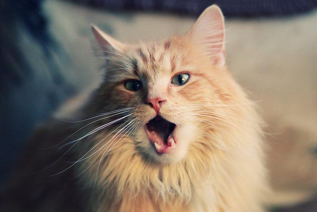 铁血中场，决胜毫厘，奥亚尔萨瓦尔的瞬时决策铸就多特蒙德晋级的唯一性