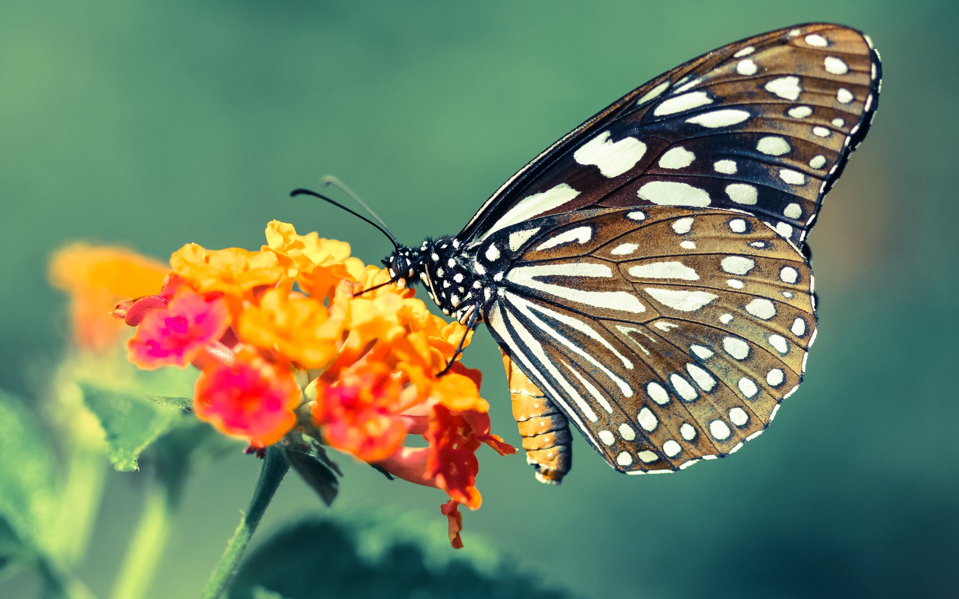 绿茵风暴，英超争冠白热化下的跨界震撼—波兰力量横扫莱比锡红牛的启示