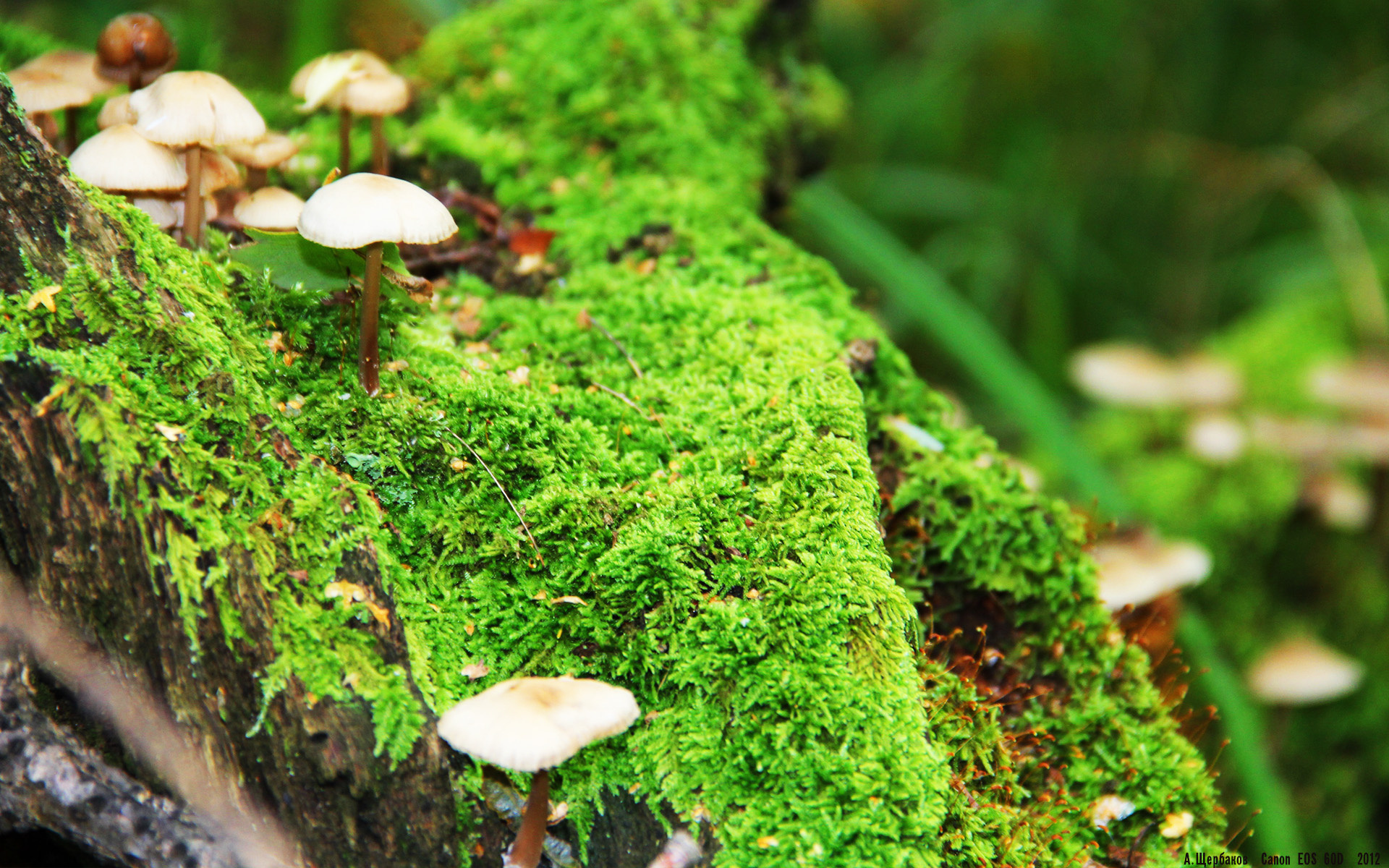 圣西罗新王降临,莱奥连斩破红军,AC米兰的暗夜独奏与欧冠格局裂变